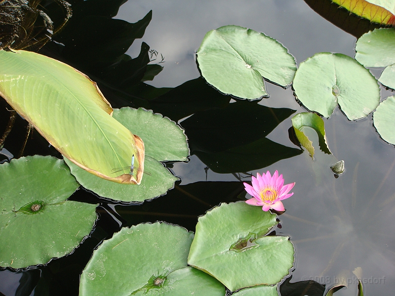 278 Longwood Gardens [2008 August 23].JPG - Longwood Gardens in Pennsylvania